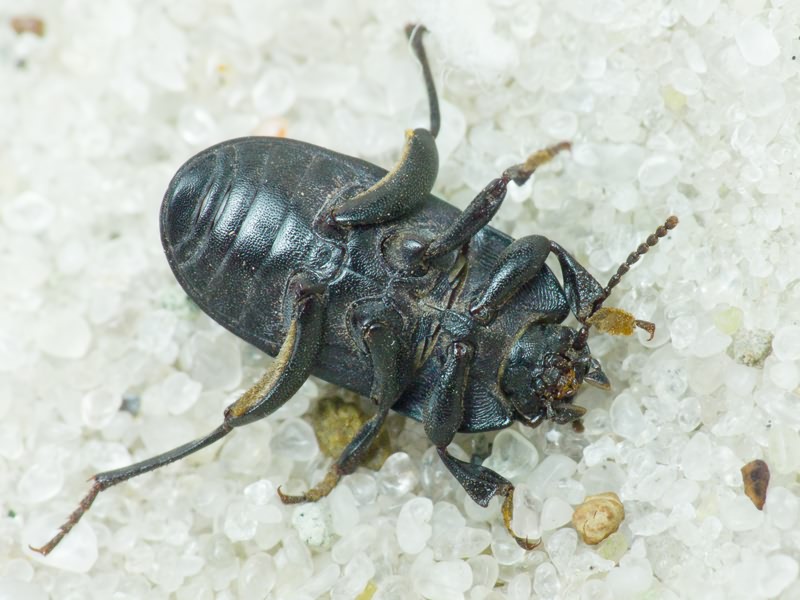 Tenebrionidae Latreille, 1802